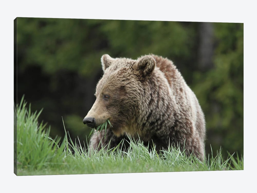 Grizzly Bear  - Eating Grass- Bow Lake, Banff National Park, Alberta, Canada by Ramona Heiner 1-piece Canvas Wall Art