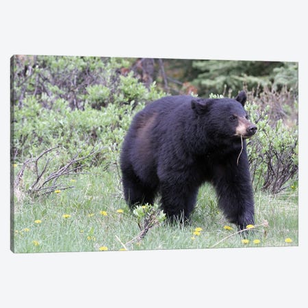American Black Bear  - Jasper National Park, Alberta, Canada Canvas Print #RHR129} by Ramona Heiner Art Print