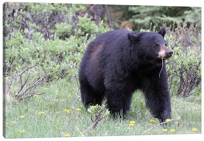 American Black Bear  - Jasper National Park, Alberta, Canada Canvas Art Print - Art by Native American & Indigenous Artists