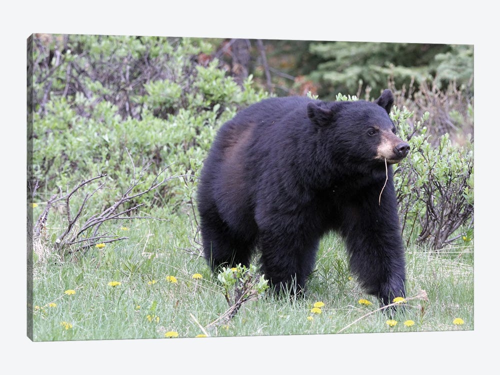 American Black Bear  - Jasper National Park, Alberta, Canada by Ramona Heiner 1-piece Canvas Print