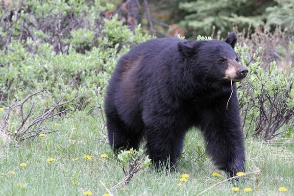 Ramona Heiner: American Black Bear  - Jasper National Park, Alberta, Canada by Ramona Heiner