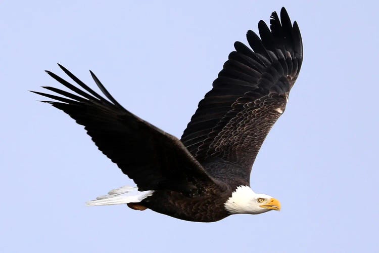 Bald Eagle (Haliaeetus Leucocephalus)- "In Flight I" - Carburn Park, Southeast Calgary, Alberta, Canada