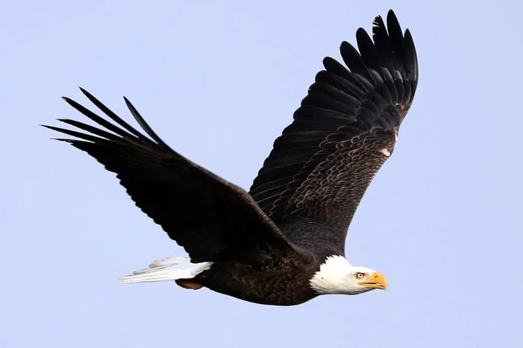 Bald Eagle - "In Flight I" - Carburn Park, Southeast Calgary, Alberta, Canada