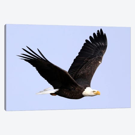 Bald Eagle (Haliaeetus Leucocephalus)- "In Flight I" - Carburn Park, Southeast Calgary, Alberta, Canada Canvas Print #RHR131} by Ramona Heiner Canvas Artwork