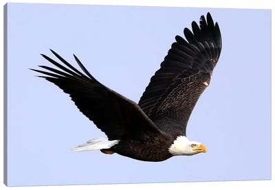 Bald Eagle (Haliaeetus Leucocephalus)- "In Flight I" - Carburn Park, Southeast Calgary, Alberta, Canada Canvas Art Print - Ramona Heiner
