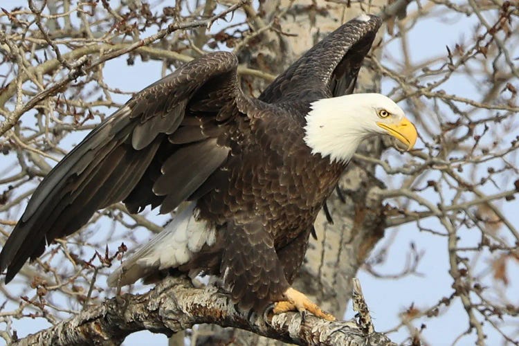 Bald Eagle (Haliaeetus Leucocephalus)- "Ready To Take Off II" - Carburn Park, Southeast Calgary, Alberta, Canada