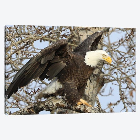 Bald Eagle (Haliaeetus Leucocephalus)- "Ready To Take Off II" - Carburn Park, Southeast Calgary, Alberta, Canada Canvas Print #RHR134} by Ramona Heiner Canvas Print