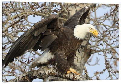 Bald Eagle (Haliaeetus Leucocephalus)- "Ready To Take Off II" - Carburn Park, Southeast Calgary, Alberta, Canada Canvas Art Print - Eagle Art
