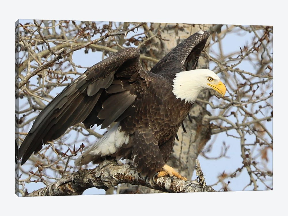 Bald Eagle (Haliaeetus Leucocephalus)- "Ready To Take Off II" - Carburn Park, Southeast Calgary, Alberta, Canada by Ramona Heiner 1-piece Canvas Print
