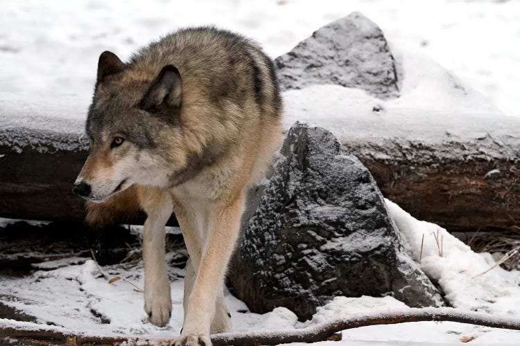 "On Guard" - Gray Wolf (Canis Lupus), Also Known As The Timber Wolf Or Western Wolf - Alberta, Canada