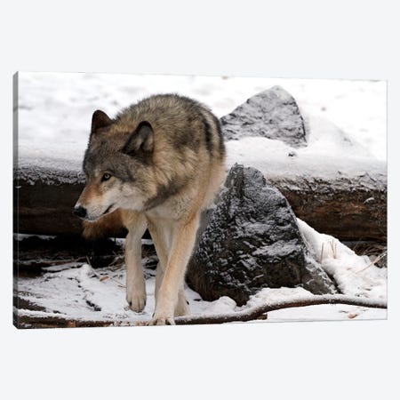 "On Guard" - Gray Wolf (Canis Lupus), Also Known As The Timber Wolf Or Western Wolf - Alberta, Canada Canvas Print #RHR135} by Ramona Heiner Art Print