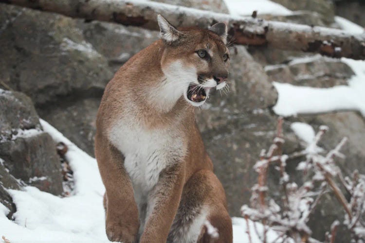 "Roarrr" - Cougar (Puma Concolor) - Alberta, Canada by Ramona Heiner wall art