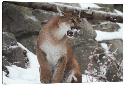 "Roarrr" - Cougar (Puma Concolor) - Alberta, Canada Canvas Art Print - Cougars