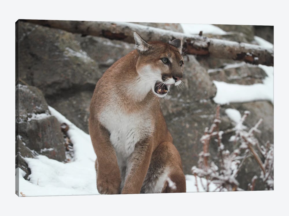"Roarrr" - Cougar (Puma Concolor) - Alberta, Canada by Ramona Heiner 1-piece Canvas Print