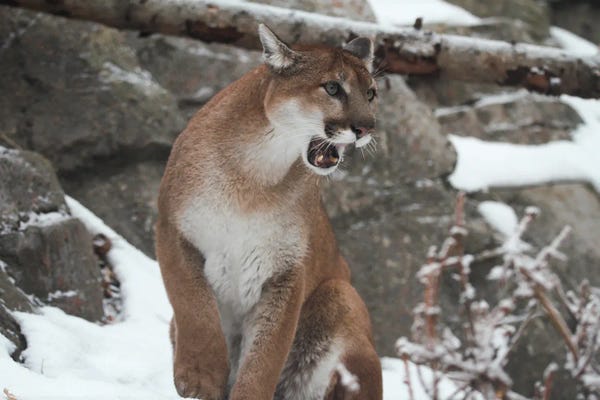 Ramona Heiner: "Roarrr" - Cougar (Puma Concolor) - Alberta, Canada by Ramona Heiner