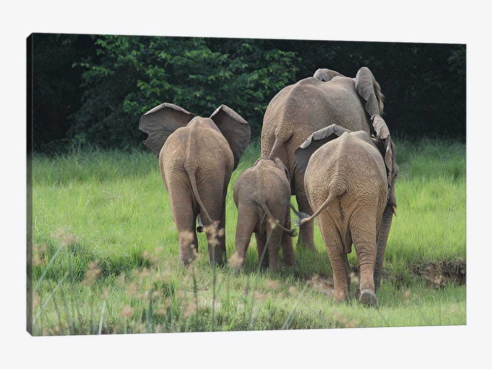 Elephant Family Walking Away At Murchison Falls National Park, Uganda by Ramona Heiner 1-piece Art Print