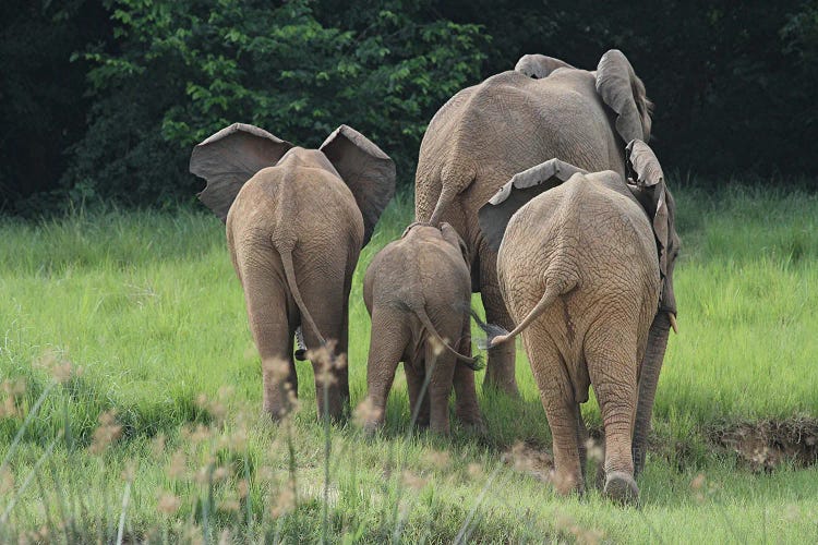 Elephant Family Walking Away At Murchison Falls National Park, Uganda