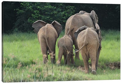 Elephant Family Walking Away At Murchison Falls National Park, Uganda Canvas Art Print - Ramona Heiner