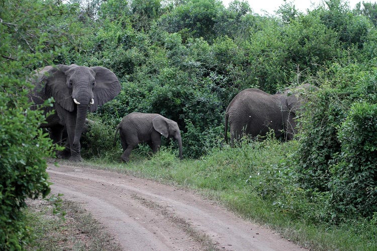 Protecting The Family - Elephant Family In The Queen Elizabeth National Park, Uganda, Africa