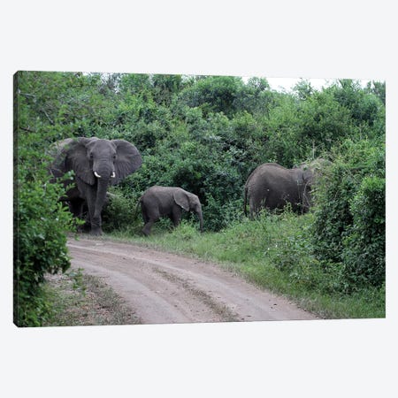 Protecting The Family - Elephant Family In The Queen Elizabeth National Park, Uganda, Africa Canvas Print #RHR42} by Ramona Heiner Canvas Wall Art