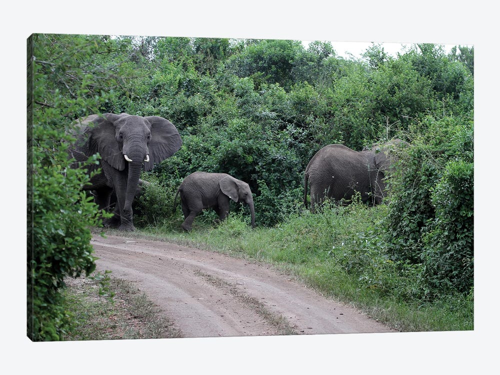 Protecting The Family - Elephant Family In The Queen Elizabeth National Park, Uganda, Africa by Ramona Heiner 1-piece Canvas Art