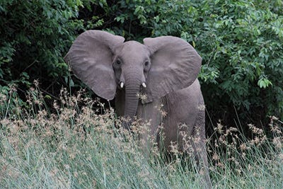 Elephant And The Sparkling Grass At Murchison Falls National Park, Uganda, Africa by Ramona Heiner framed canvas print