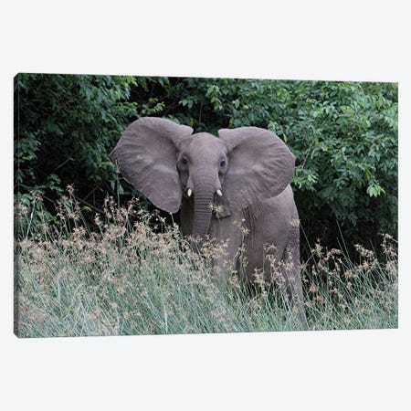 Elephant And The Sparkling Grass At Murchison Falls National Park, Uganda, Africa Canvas Print #RHR43} by Ramona Heiner Canvas Art