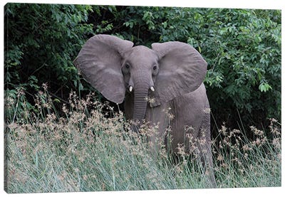 Elephant And The Sparkling Grass At Murchison Falls National Park, Uganda, Africa Canvas Art Print - Ramona Heiner