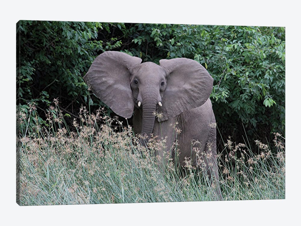 Elephant And The Sparkling Grass At Murchison Falls National Park, Uganda, Africa by Ramona Heiner 1-piece Canvas Art Print