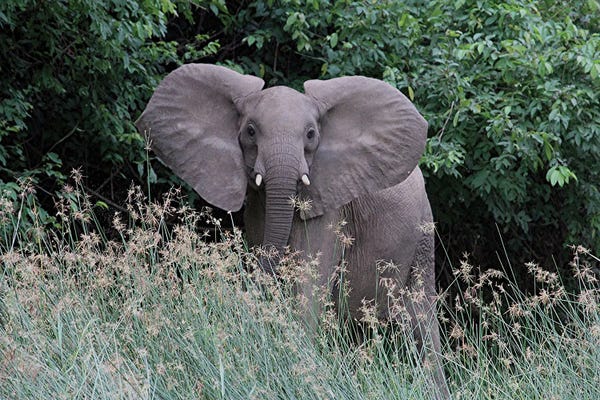 Ramona Heiner: Elephant And The Sparkling Grass At Murchison Falls National Park, Uganda, Africa by Ramona Heiner