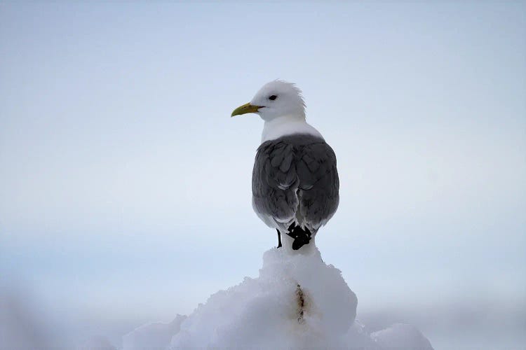 Black-Legged Kittiwake  - Pack Ice, Svalbard, Norway, Europe