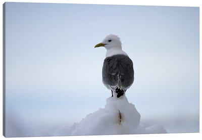 Black-Legged Kittiwake  - Pack Ice, Svalbard, Norway, Europe Canvas Art Print - Ramona Heiner