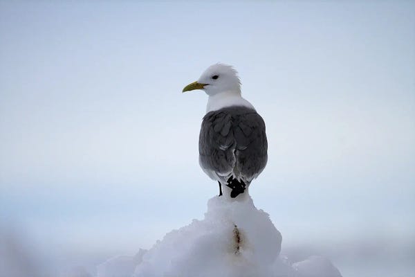 Ramona Heiner: Black-Legged Kittiwake  - Pack Ice, Svalbard, Norway, Europe by Ramona Heiner