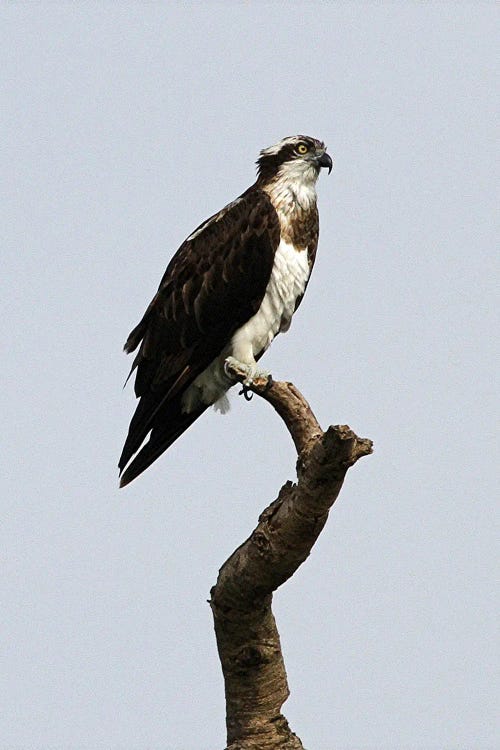African Hawk-Eagle  - Victoria Nile Delta, Murchison Falls National Park, Uganda, East Africa