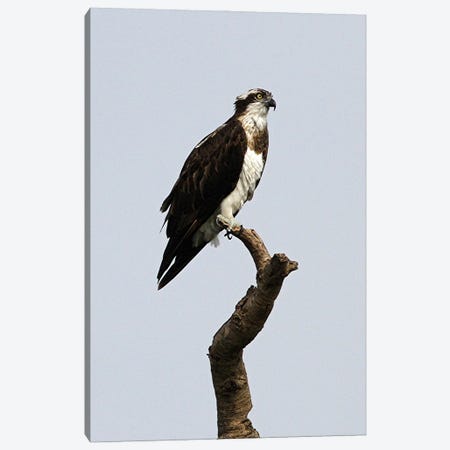 African Hawk-Eagle  - Victoria Nile Delta, Murchison Falls National Park, Uganda, East Africa Canvas Print #RHR45} by Ramona Heiner Art Print