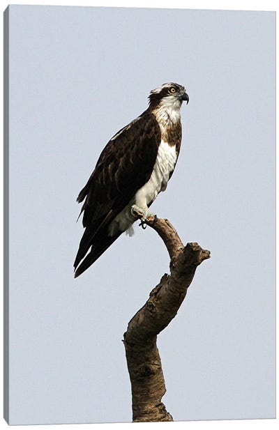African Hawk-Eagle  - Victoria Nile Delta, Murchison Falls National Park, Uganda, East Africa Canvas Art Print - Buzzard & Hawk Art
