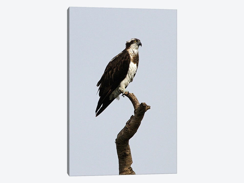 African Hawk-Eagle  - Victoria Nile Delta, Murchison Falls National Park, Uganda, East Africa by Ramona Heiner 1-piece Art Print