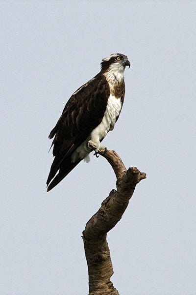 Ramona Heiner: African Hawk-Eagle  - Victoria Nile Delta, Murchison Falls National Park, Uganda, East Africa by Ramona Heiner