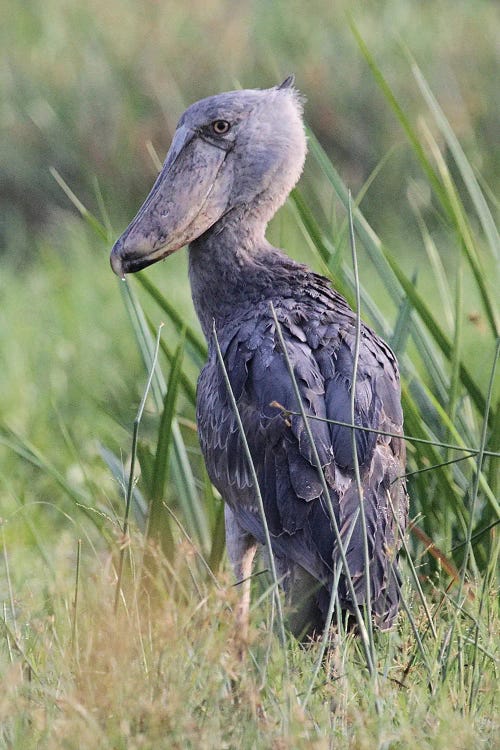 Shoebill  - Victoria Nile Delta, Murchison Falls National Park, Uganda, East Africa