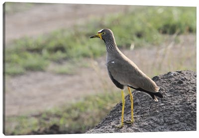 African Wattled Lapwing  - Queen Elizabeth National Park, Uganda, East Africa Canvas Art Print - Art by Native American & Indigenous Artists