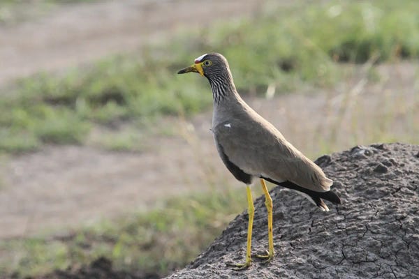 Ramona Heiner: African Wattled Lapwing  - Queen Elizabeth National Park, Uganda, East Africa by Ramona Heiner