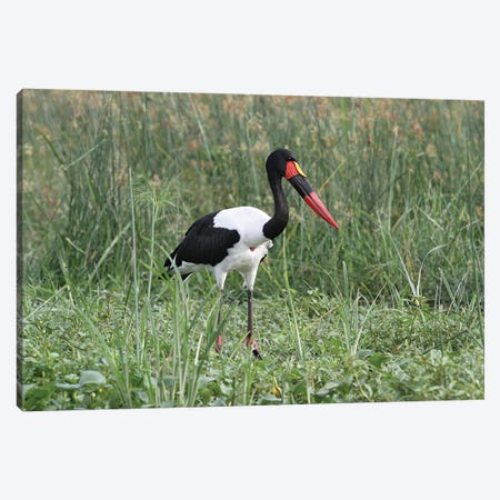 Saddle-Billed Stork  - Victoria Nile Delta, Murchison Falls National Park, Uganda, East Africa Canvas Print #RHR48} by Ramona Heiner Canvas Artwork