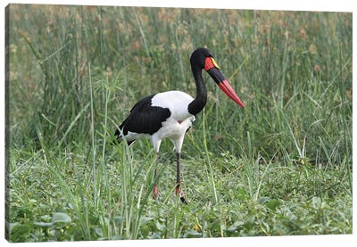 Saddle-Billed Stork  - Victoria Nile Delta, Murchison Falls National Park, Uganda, East Africa Canvas Art Print - Ramona Heiner