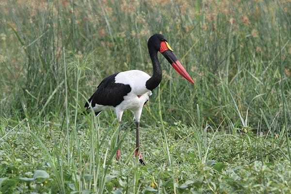 Storks: Saddle-Billed Stork  - Victoria Nile Delta, Murchison Falls National Park, Uganda, East Africa by Ramona Heiner