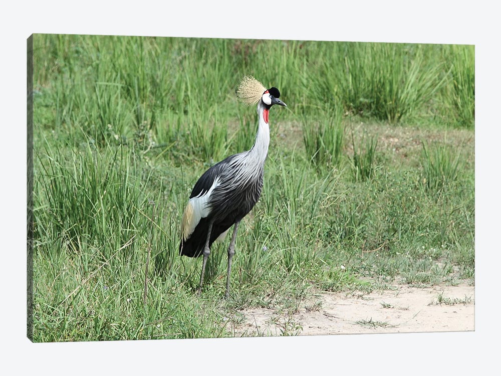 Grey Crowned Crane  - Murchison Falls National Park, Uganda, East Africa by Ramona Heiner 1-piece Canvas Print