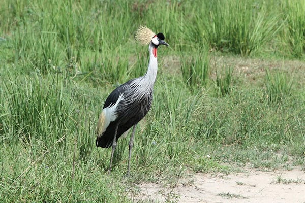 Ramona Heiner: Grey Crowned Crane  - Murchison Falls National Park, Uganda, East Africa by Ramona Heiner