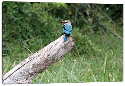 Woodland Kingfisher  - Kazinga Channel, Queen Elizabeth National Park, Uganda, East Africa Canvas Art Print - Ramona Heiner