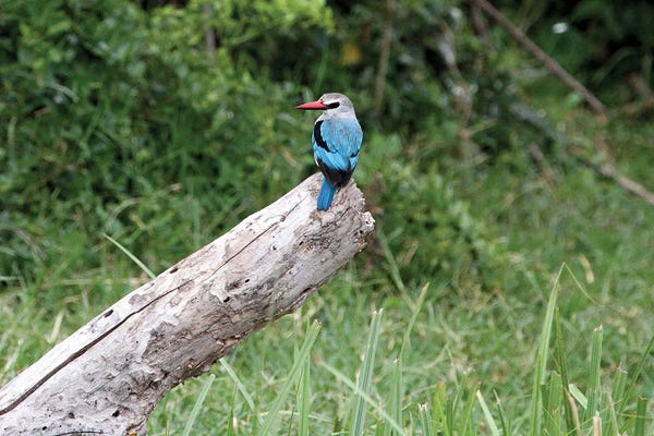Kingfishers: Woodland Kingfisher  - Kazinga Channel, Queen Elizabeth National Park, Uganda, East Africa by Ramona Heiner