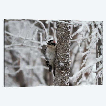 Downy Woodpecker  - Calgary, Alberta, Canada Canvas Print #RHR51} by Ramona Heiner Canvas Art Print