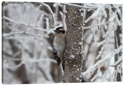 Downy Woodpecker  - Calgary, Alberta, Canada Canvas Art Print - Ramona Heiner